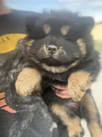 Teddy, a male Chow Chow for sale in Ontario, OR – 5 of 7