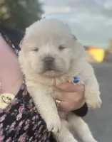Hunter, a male Chow Chow for sale in Ontario, OR – 2 of 5