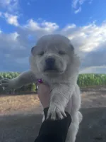 Blanca, a female Chow Chow for sale in Ontario, OR – 2 of 5