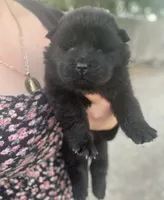 Bear, a male Chow Chow for sale in Ontario, OR – 2 of 6