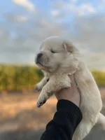 Teddy, a male Chow Chow for sale in Ontario, OR – 4 of 4