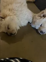Bella, a female Chow Chow for sale in Ontario, OR – 6 of 9