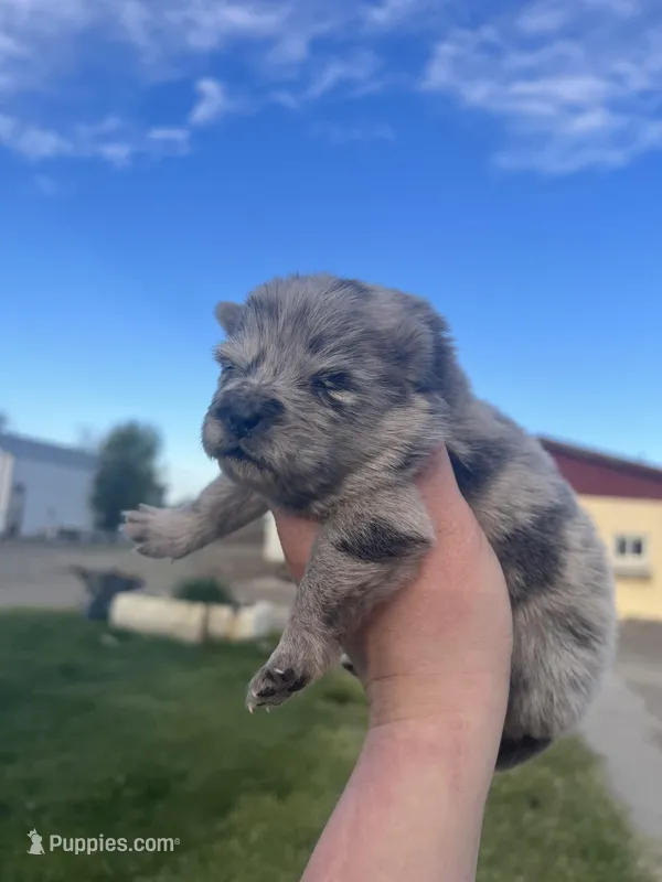 Princess  – Chow Chow puppy for sale in Ontario, OR