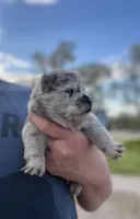 Princess , a female Chow Chow for sale in Ontario, OR – 2 of 3