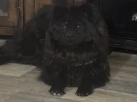 Teddy, a male Chow Chow for sale in Ontario, OR – 7 of 7