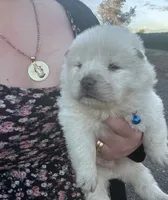 Hunter, a male Chow Chow for sale in Ontario, OR – 4 of 5