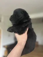 Bear, a male Chow Chow for sale in Ontario, OR – 2 of 3