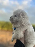 Hunter, a male Chow Chow for sale in Ontario, OR – 5 of 5