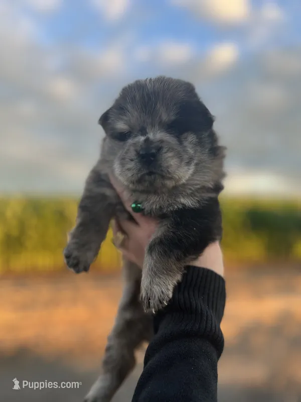 Rocky – Chow Chow puppy for sale in Ontario, OR