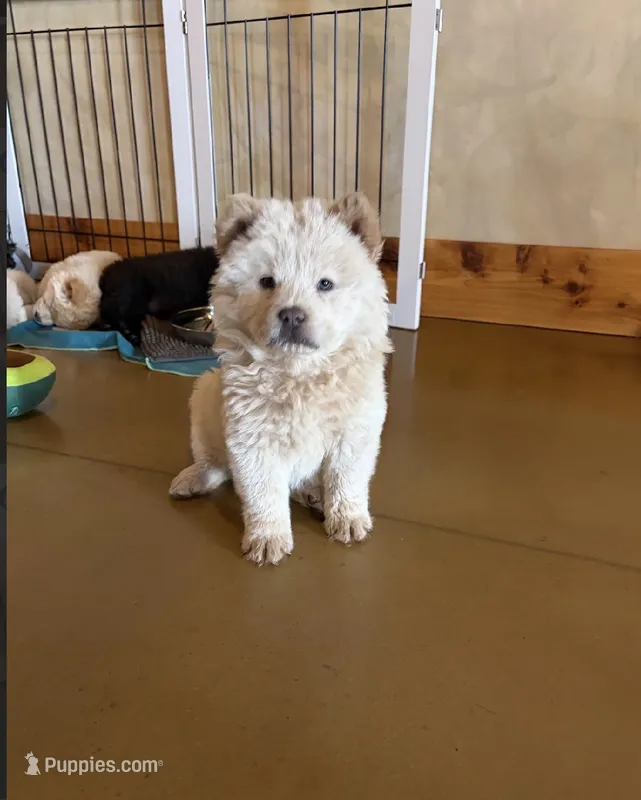 Bella – Chow Chow puppy for sale in Ontario, OR