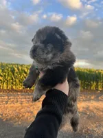 Rocky, a male Chow Chow for sale in Ontario, OR – 6 of 6