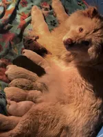 Bella, a female Chow Chow for sale in Ontario, OR – 9 of 9