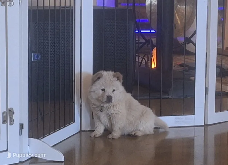 Teddy – Chow Chow puppy for sale in Ontario, OR