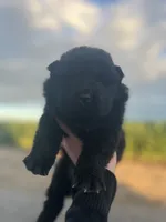 Bear, a male Chow Chow for sale in Ontario, OR – 5 of 6