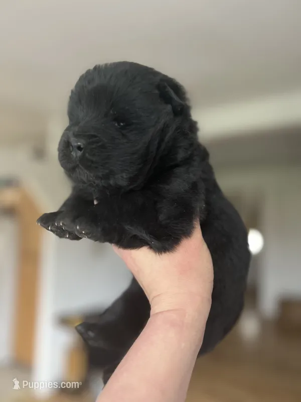 Bear, a male Chow Chow for sale in Ontario, OR – 1 of 3