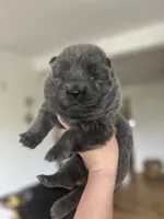 Blue Ivy , a female Chow Chow for sale in Ontario, OR – 3 of 3