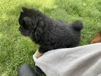 Teddy, a male Chow Chow for sale in Ontario, OR – 4 of 7