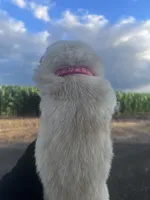 Blanca, a female Chow Chow for sale in Ontario, OR – 5 of 5