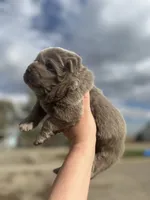Beautiful lilac , a female Chow Chow for sale in Ontario, OR – 4 of 5