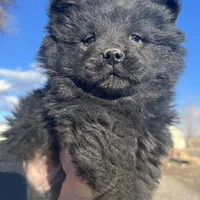 Harlow, a female Chow Chow for sale in Ontario, OR – Photo 2 of 4