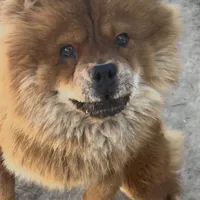 Harlow, a female Chow Chow for sale in Ontario, OR – Photo 3 of 4