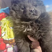 Harlow, a female Chow Chow for sale in Ontario, OR – Photo 1 of 4