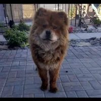 Harlow, a female Chow Chow for sale in Ontario, OR – Photo 4 of 4