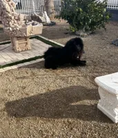 Bella, a female Chow Chow for sale in Ontario, OR – 8 of 9