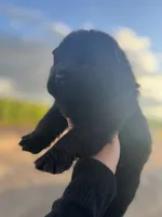 Bear, a male Chow Chow for sale in Ontario, OR – 4 of 6
