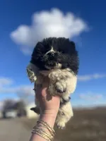 King , a male Chow Chow for sale in Ontario, OR – Photo 3 of 5