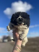King , a male Chow Chow for sale in Ontario, OR – Photo 2 of 5