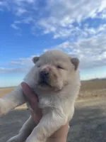 Rex, a male Chow Chow for sale in Ontario, OR – 3 of 3