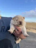 Rex, a male Chow Chow for sale in Ontario, OR – 2 of 3