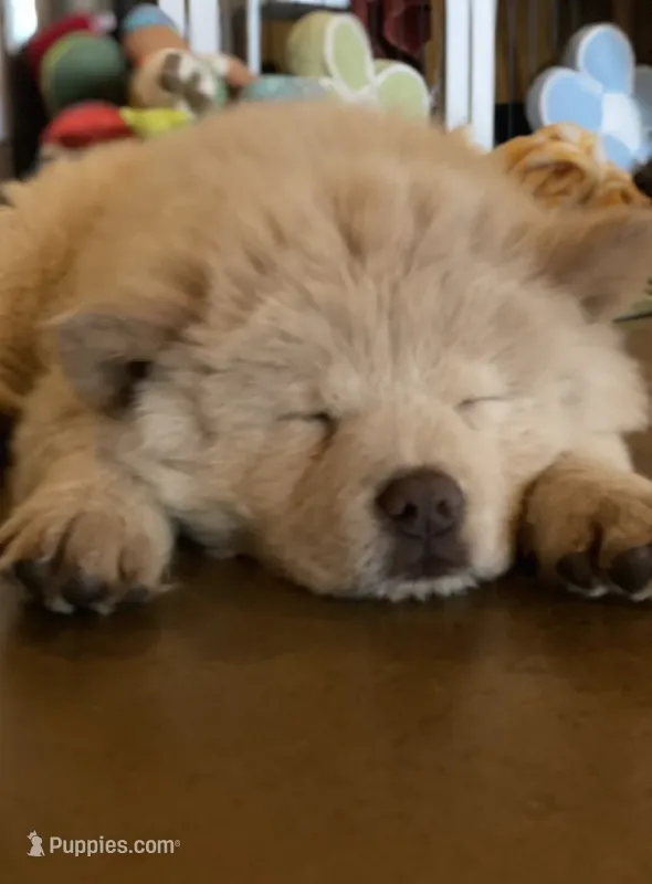 Hunter – Chow Chow puppy for sale in Ontario, OR
