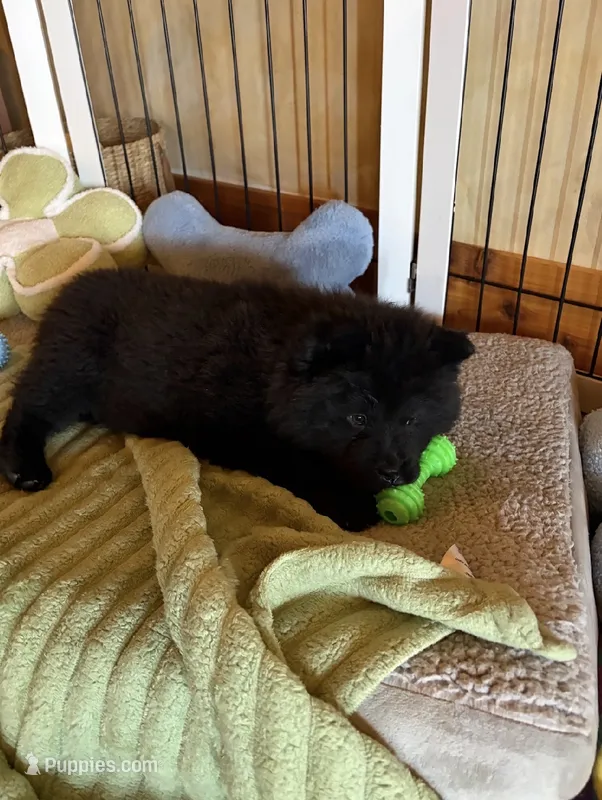 Bear – Chow Chow puppy for sale in Ontario, OR