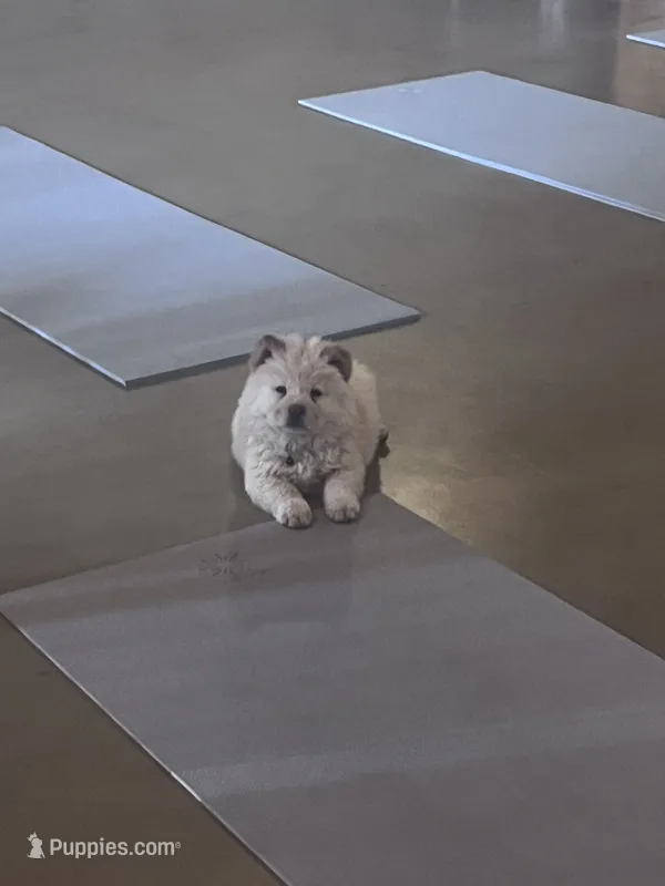 Hunter – Chow Chow puppy for sale in Ontario, OR