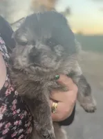 Rocky, a male Chow Chow for sale in Ontario, OR – 2 of 6