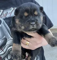 June, a female Chow Chow for sale in Ontario, OR – Photo 5 of 5