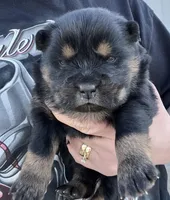 June, a female Chow Chow for sale in Ontario, OR – Photo 1 of 5