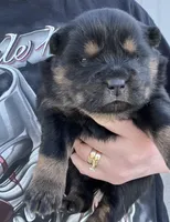 June, a female Chow Chow for sale in Ontario, OR – Photo 2 of 5