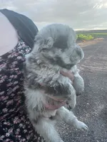 Willow , a female Chow Chow for sale in Ontario, OR – 2 of 6