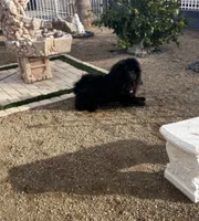 Teddy, a male Chow Chow for sale in Ontario, OR – 6 of 6