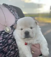 Bella, a female Chow Chow for sale in Ontario, OR – 2 of 5
