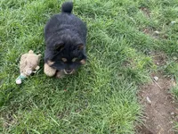 Teddy, a male Chow Chow for sale in Ontario, OR – 3 of 7