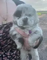Willow , a female Chow Chow for sale in Ontario, OR – 4 of 6