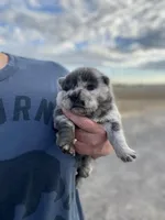 Beautiful , a female Chow Chow for sale in Ontario, OR – 3 of 3