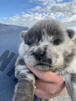 Beautiful , a female Chow Chow for sale in Ontario, OR – 2 of 3