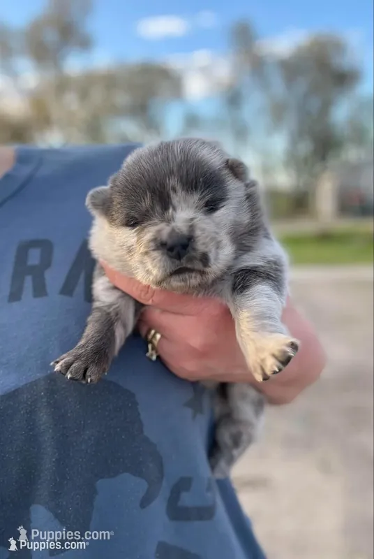 Beautiful  – Chow Chow puppy for sale in Ontario, OR