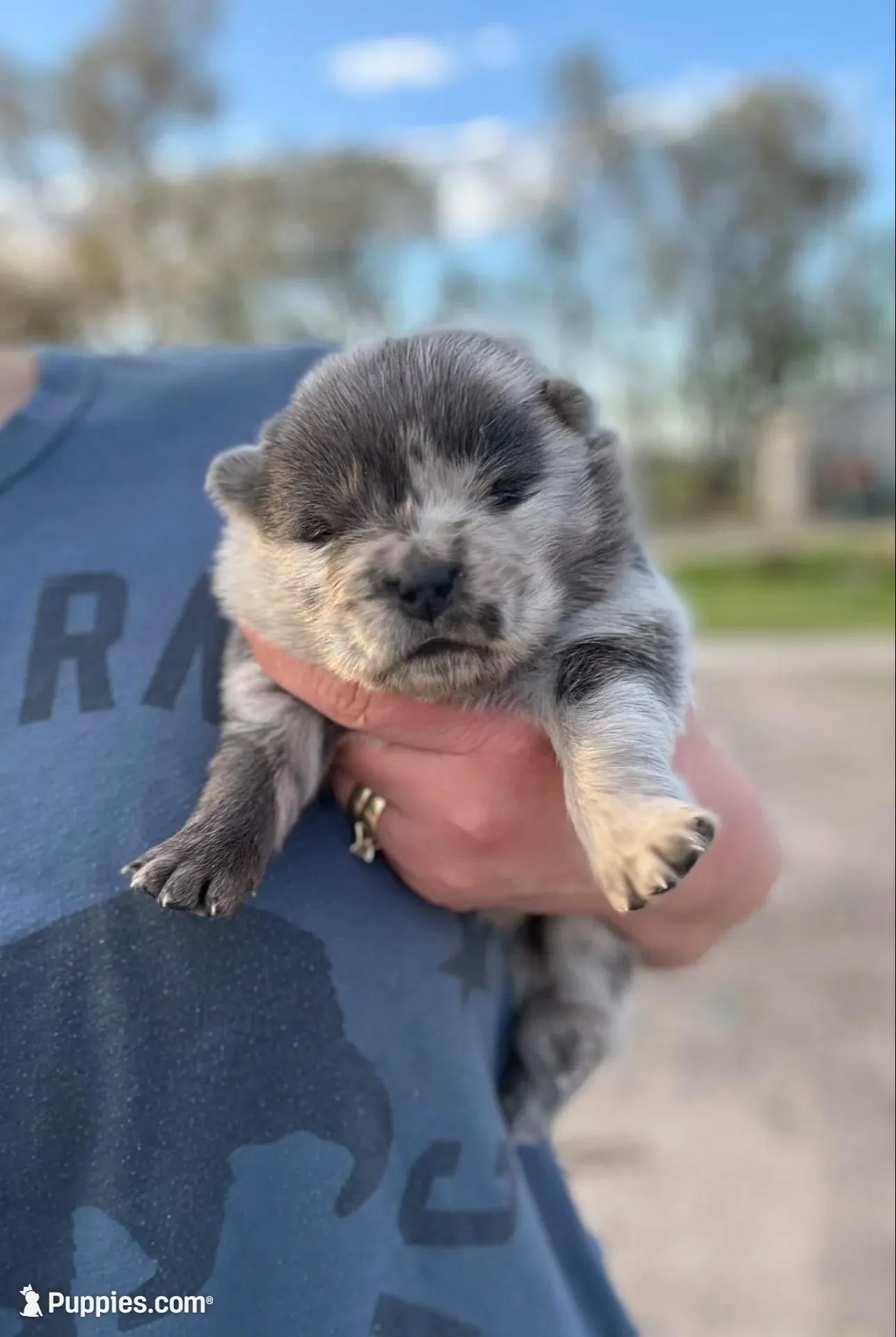 Beautiful , a female Chow Chow for sale in Ontario, OR – 1 of 3