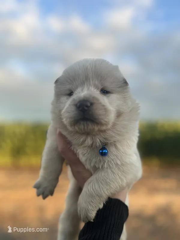 Hunter – Chow Chow puppy for sale in Ontario, OR